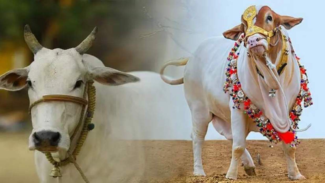 কোরবানির পশু