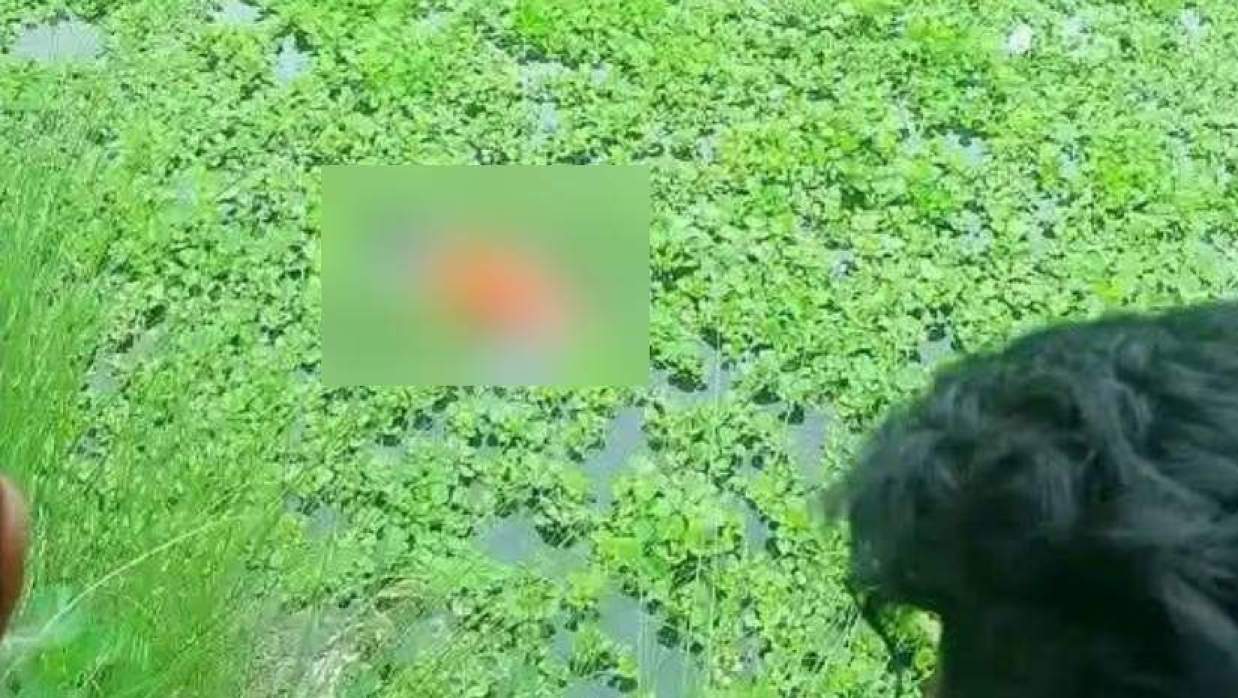 পুকুরে ভাসছে মরদেহ