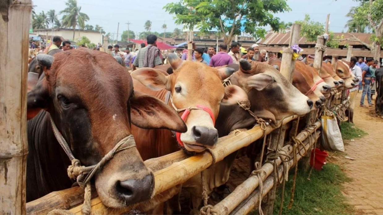পশুর হাট