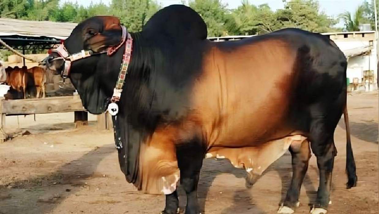 কৃত্রিমভাবে মোটাতাজা করা গরু
