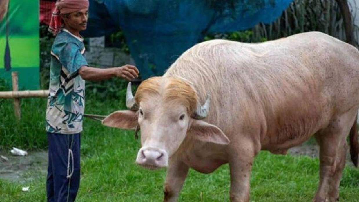অ্যালবিনো জাতের ভাইরাল মহিষ ‘ডোনাল্ড ট্রাম্প’