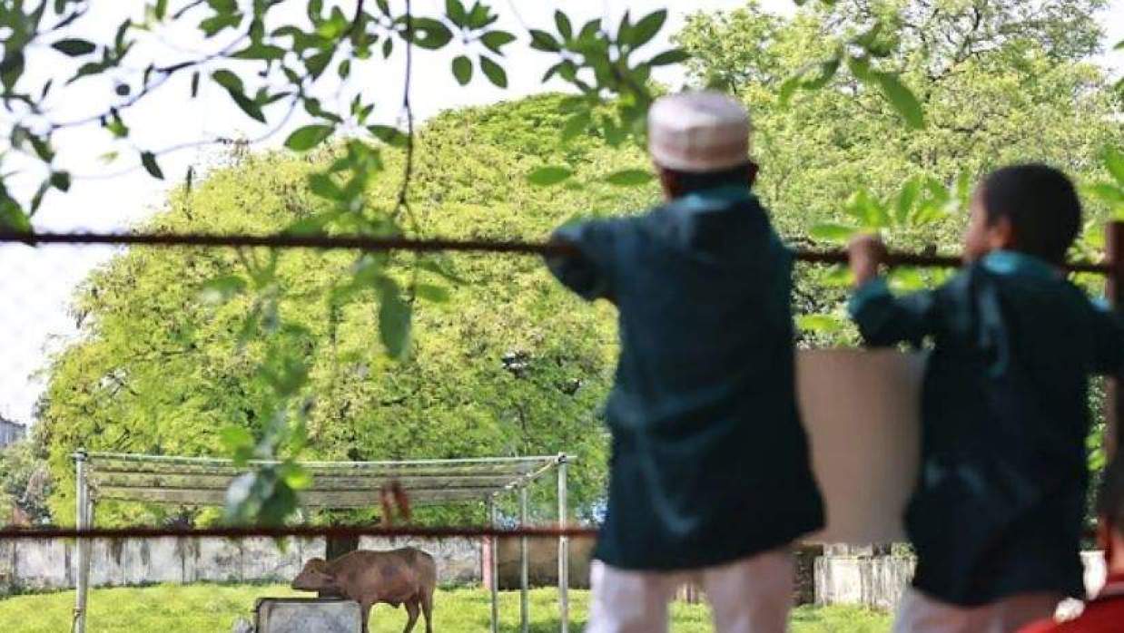 চিড়িয়াখানায় যাওয়া দর্শনার্থীরা আলোচিত মহিষ ‘ডোনাল্ড ট্রাম্প’–এর খাঁচার সামনে ঢুঁ মারছেন
