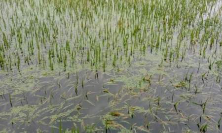 ময়মনসিংহে ৩৩৮৪ হেক্টর জমির ফসল পানির নিচে