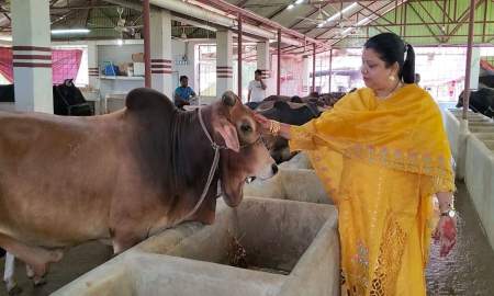 মাত্র একটি গরু থেকে সফল খামারি ফারিয়া আক্তার ইলা