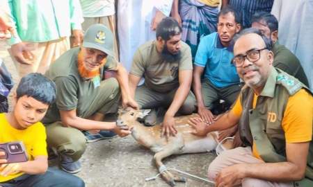 কুকুরের ধাওয়া খেয়ে লোকালয়ে ঢুকে পড়ল হরিণ