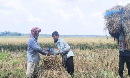 দুই মণ ধান বিক্রি করলে হচ্ছে এক শ্রমিকের মজুরি, বড় লোকসানে কৃষক