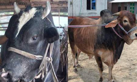 ঈদে গোপালগঞ্জে আলোচনায় ‘দক্ষিণ বঙ্গের কালো পাহাড়’ ও ‘ইরফান’