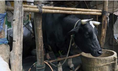 ৪৫ মণের ‘ঠান্ডা ভোলা’র দাম ১২ লাখ, ‘দাদা ভাই’ ডাকলে সাড়া দেয়, দেখায় দাঁতও