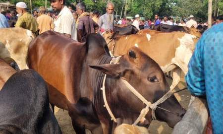 ভারতীয় গরু আসার শঙ্কায় শেরপুরের খামারিরা