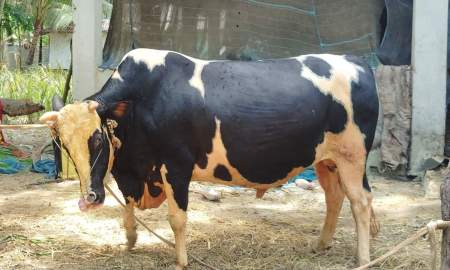 এলাকার গর্ব ‘বাদশা বাবু-ভয়ংকর’ কোরবানির হাটে অবিক্রীত, ফিরল খামারে