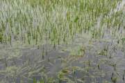 ময়মনসিংহে ৩৩৮৪ হেক্টর জমির ফসল পানির নিচে