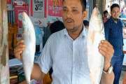 ভোলায় দুই ইলিশ ১০ হাজার টাকায় বিক্রি