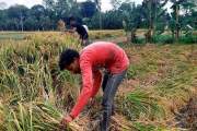 বৃষ্টি ও শ্রমিক সংকটে বিপাকে যশোরের ধানচাষিরা