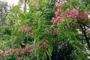 কৃষ্ণচূড়া-জারুলে রঙিন হয়ে উঠেছে বরগুনা নগরীর পথঘাট