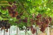আঙুর চাষে চমক, প্রথম বছরেই অর্ধকোটি টাকার বিক্রি