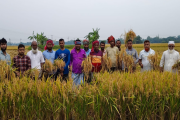 অগ্নিকাণ্ডে ক্ষতিগ্রস্ত কৃষকের জমির ধান কেটে বাড়ি পৌঁছে দিল…