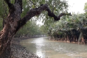 সুন্দরবনে দস্যুদের মুক্তিপণ দিয়ে বাড়ি ফিরলেন ১১ জেলে