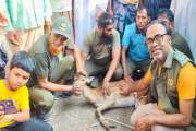 কুকুরের ধাওয়া খেয়ে লোকালয়ে ঢুকে পড়ল হরিণ
