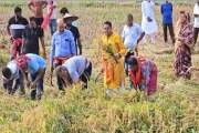 বিধবা নারীর ২ বিঘা জমির ধান কেটে দিলেন এমপি জিলানী