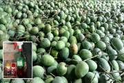 অপরিপক্ক আম বিক্রির হিড়িক: বাইরে চকচকে খোসা, ভেতরে কাঁচা