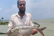 মেঘনায় জেলের জালে ধরা পড়ল ২ কেজির ‘রাজা ইলিশ’, বিক্রি প্রায়…