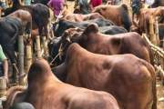 ১০ জেলার খামারি-ব্যাপারীদের মিলনস্থল বামন্দী পশুর হাট