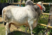 কোরবানির হাটে ‘বিসিএস ক্যাডার’