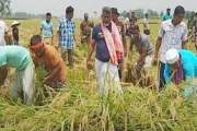 কৃষকের ধান কেটে ঘরে তুলে দিলেন সংসদ সদস্য