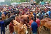 কক্সবাজারে এবার বসছে ৯৮ কোরবানির পশুর হাট