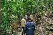 ‎সাতছড়ি বনে গাছ চুরি, তদন্তে বন বিভাগ