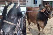 ঈদে গোপালগঞ্জে আলোচনায় ‘দক্ষিণ বঙ্গের কালো পাহাড়’ ও ‘ইরফান’