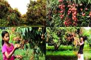 যে বাগানের লিচু সবার জন্য উন্মুক্ত