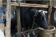 ৪৫ মণের ‘ঠান্ডা ভোলা’র দাম ১২ লাখ, ‘দাদা ভাই’ ডাকলে সাড়া দে…