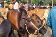 ভারতীয় গরু আসার শঙ্কায় শেরপুরের খামারিরা