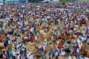 চাহিদার চেয়ে বেশি পশু, কাঙ্ক্ষিত না পেয়ে দুশ্চিন্তায় বরগুনা…