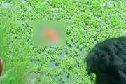 নিখোঁজ যুবকের মরদেহ ভাসছিল পুকুরে