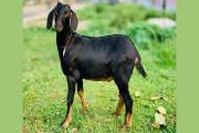 কোরবানির পশু দিয়ে কি আকিকা দেওয়া যাবে?