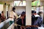 ২২ হাজার টাকার গরু থেকে ৩৫ লাখ টাকার খামার