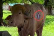 আঘাত পেয়েছেন ‘ডোনাল্ড ট্রাম্প’, চিড়িয়াখানায় চলছে চিকিৎসা
