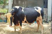 এলাকার গর্ব ‘বাদশা বাবু-ভয়ংকর’ কোরবানির হাটে অবিক্রীত, ফিরল…