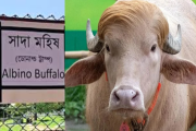 ‘ডোনাল্ড ট্রাম্প’ নামের বানান ভুল, চিড়িয়াখানার কিউরেটর বরখা…