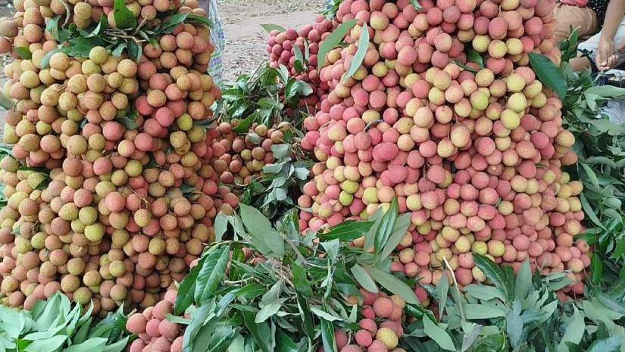 বিভিন্ন আড়তে লিচুর সরবরাহ বাড়তে শুরু করায় ক্রেতা-বিক্রেতাদের ভিড়ও বেড়েছে
