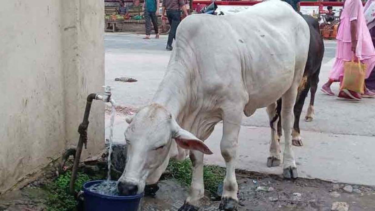 তীব্র গরমে পানি পান করে তৃষ্ণা নিবারণের চেষ্টা গরুর