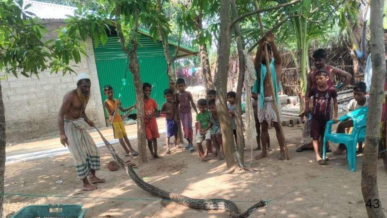 সেন্টমার্টিনে অজগর 