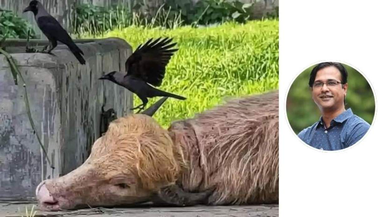 ভাইরাল মহিষ ডোনাল্ড ট্রাম্প
