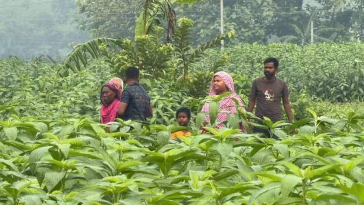 মেহেরপুর সীমান্তে থাকা ছয়জনকে ফিরিয়ে নিল বিএসএফ