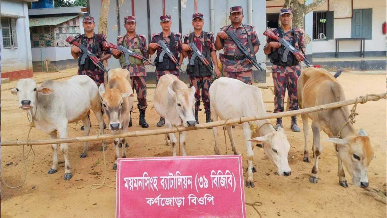 শেরপুরে সীমান্তবর্তী এলাকা থেকে ৫ ভারতীয় গরু জব্দ করেছে বিজিবি