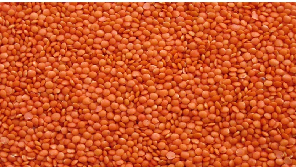 মসুর ডাল