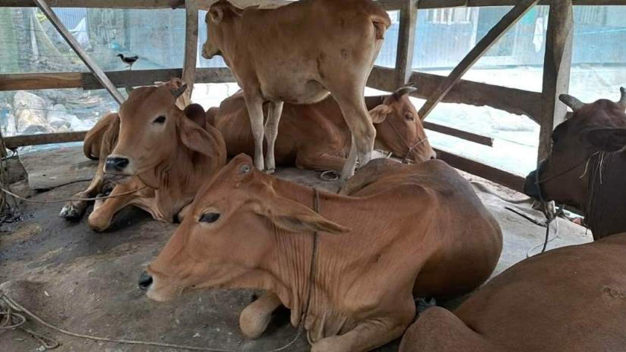 ক্ষুরা রোগে আক্রান্ত গরু