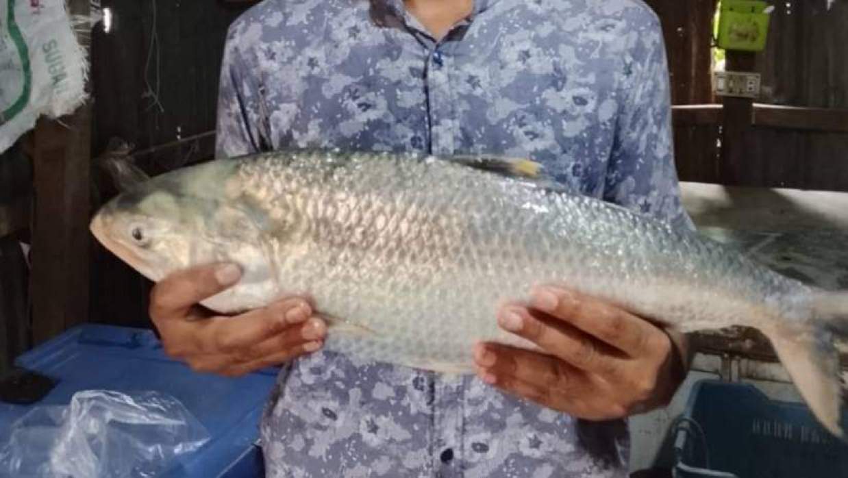 ৩ কেজি ২০০ গ্রাম ওজনের ‘রাজা ইলিশ’